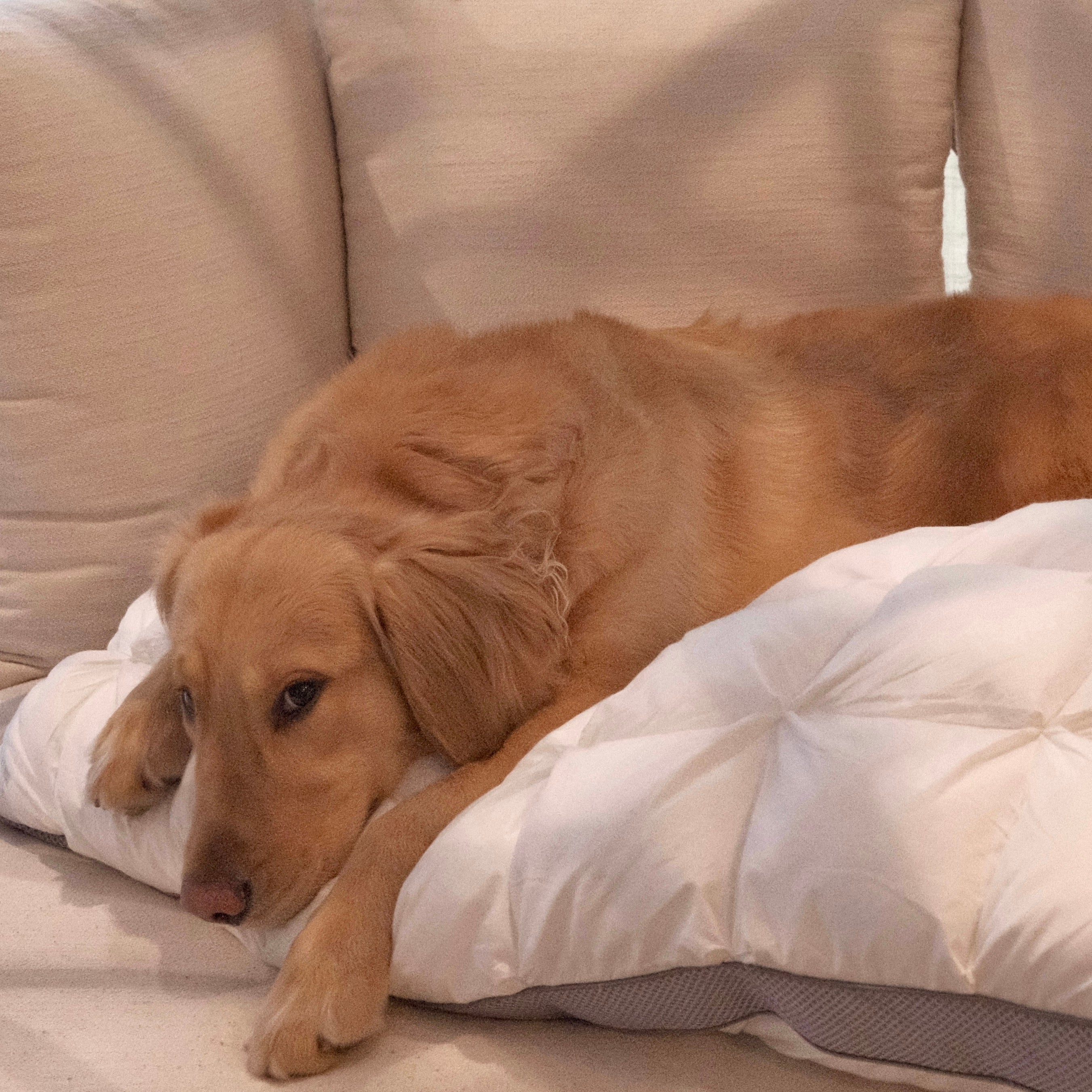 Pillow for Neck and Shoulder Pain Side Sleeper Edition That Gets It