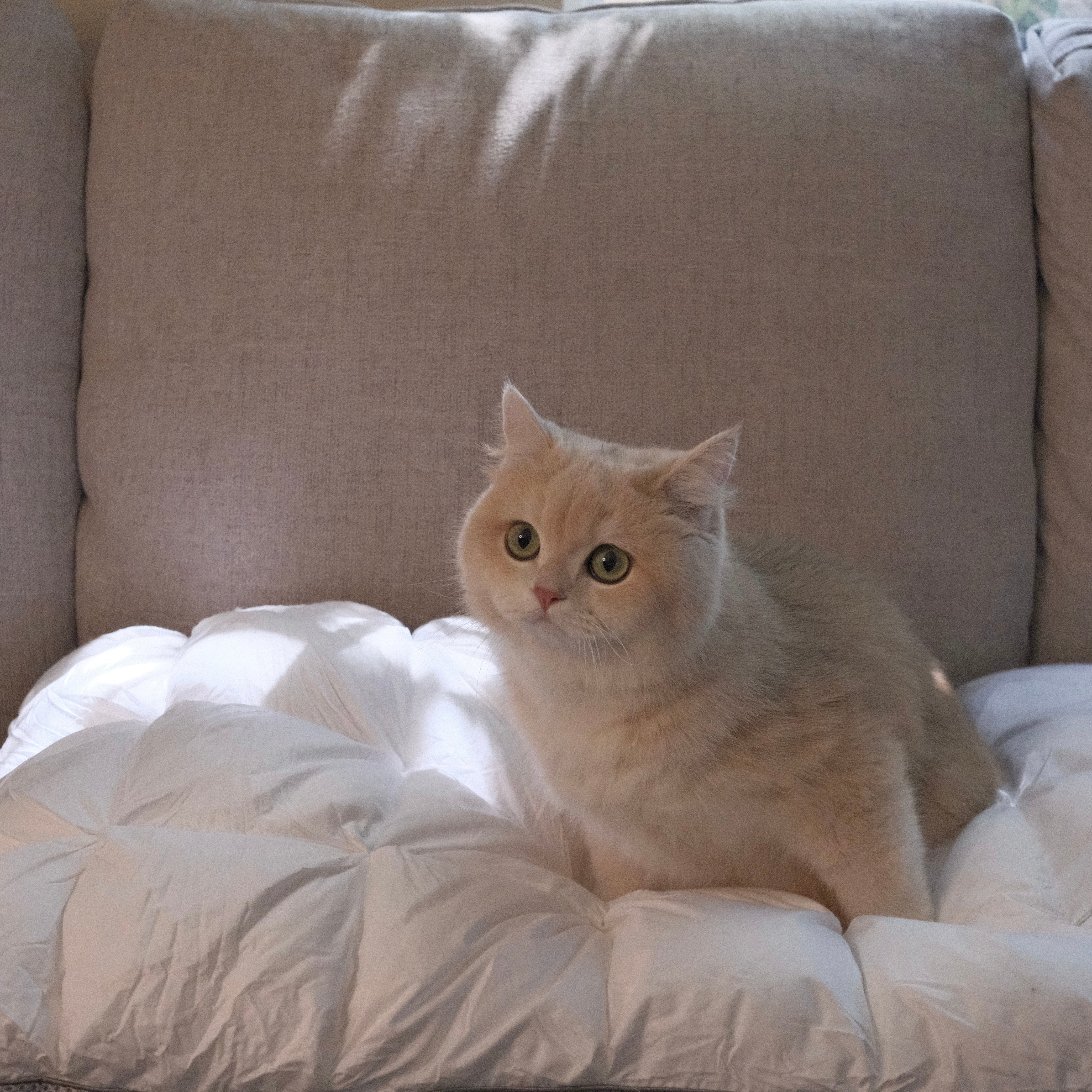 Soft Fluffy Pillows That Support You All Night