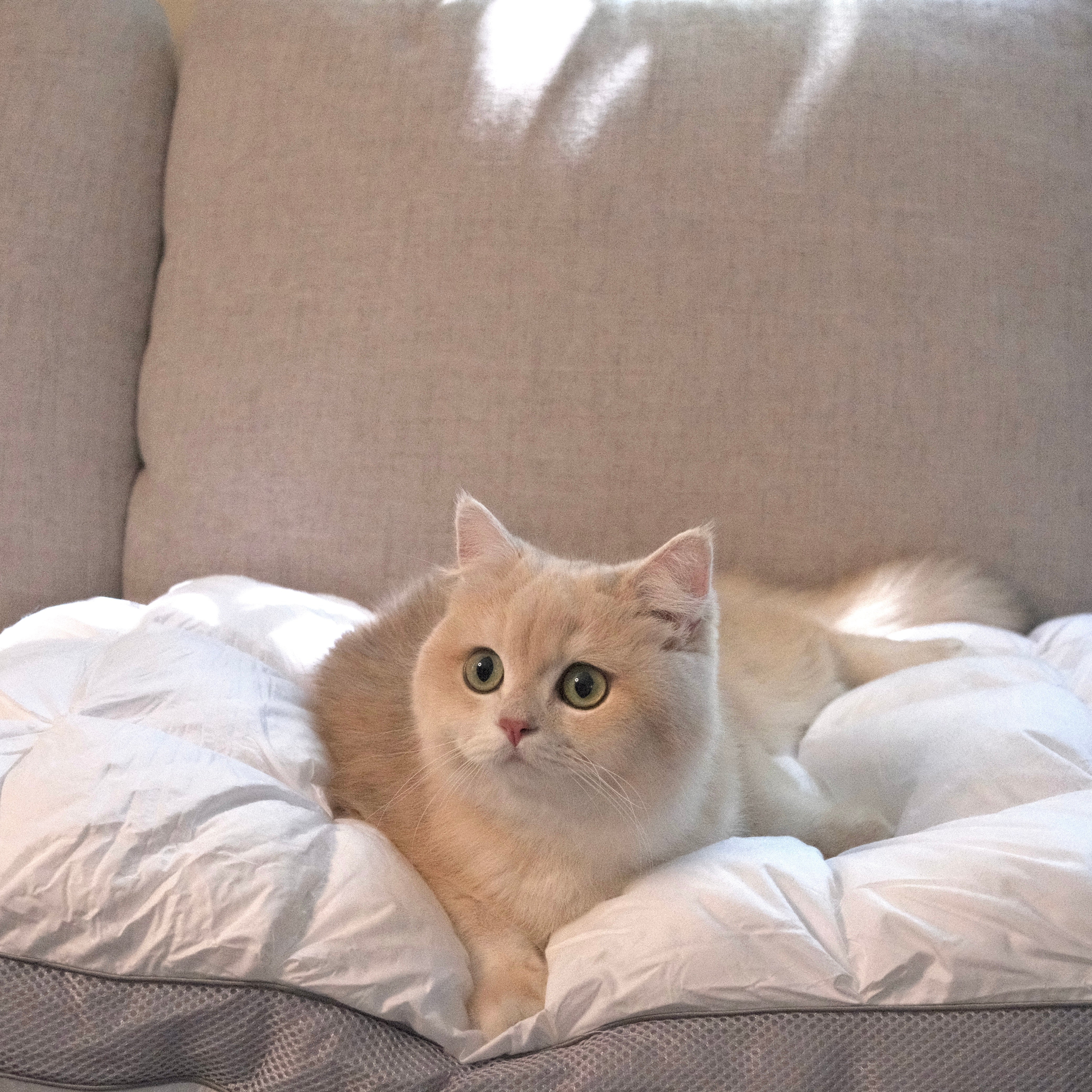Why Pets Love Donahöna Pillows: Even Cats and Dogs Can’t Resist