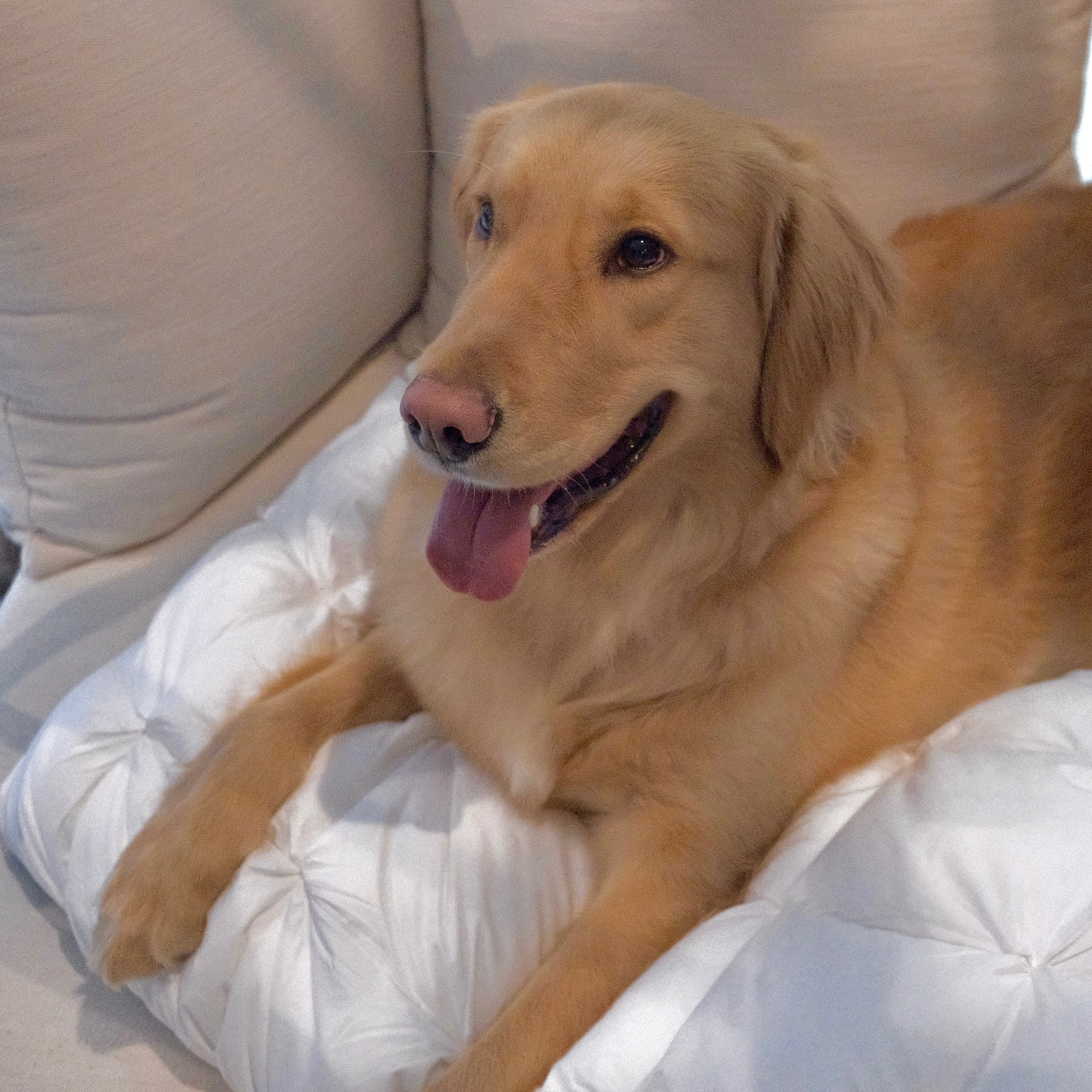 Best Neck Pillow for Side Sleepers (Who Happen to Share Their Bed with a 90lb Dog)