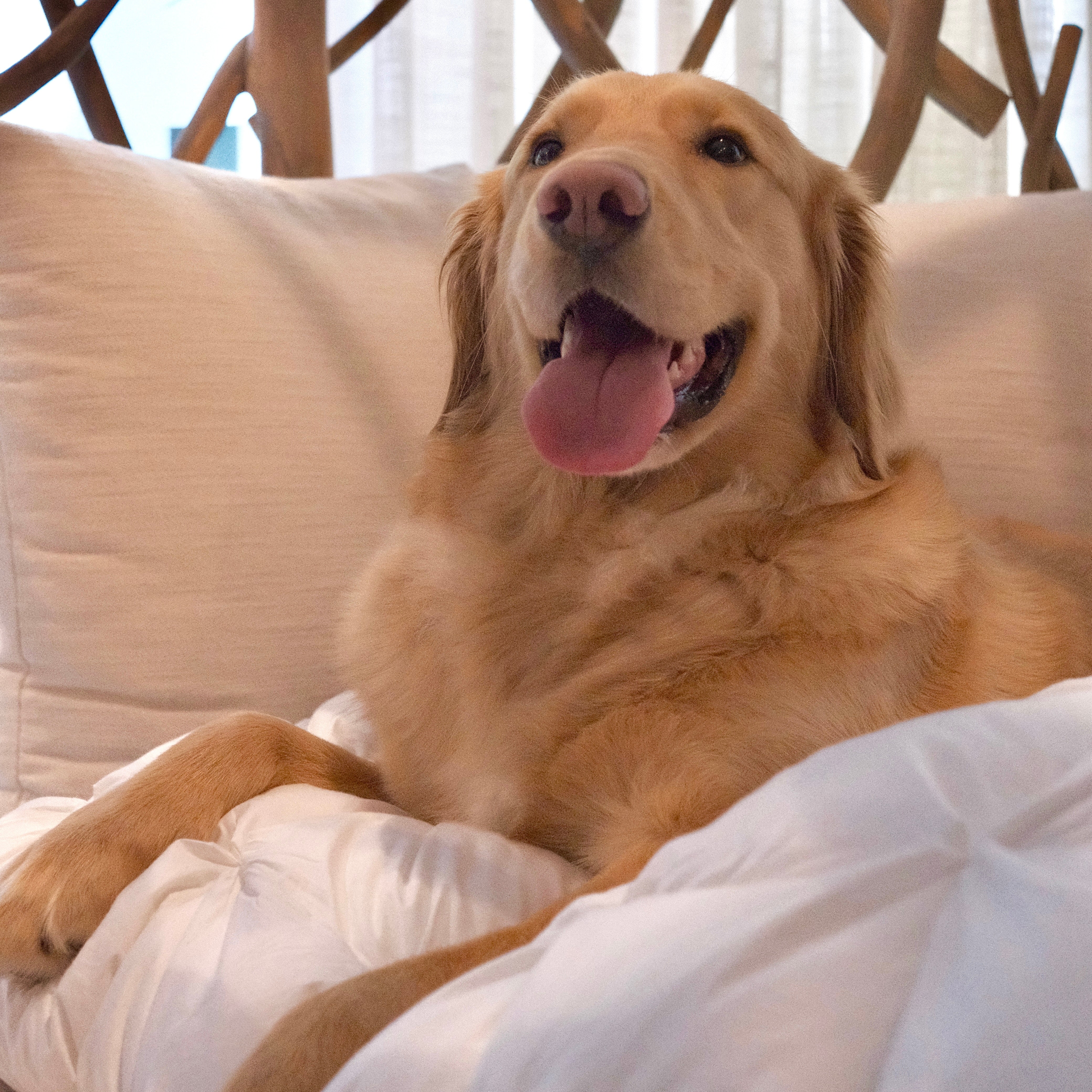 🐶 Adjustable Pillow for Side Sleepers—Because Your Furry Friend Deserves the Same Cozy Kindness
